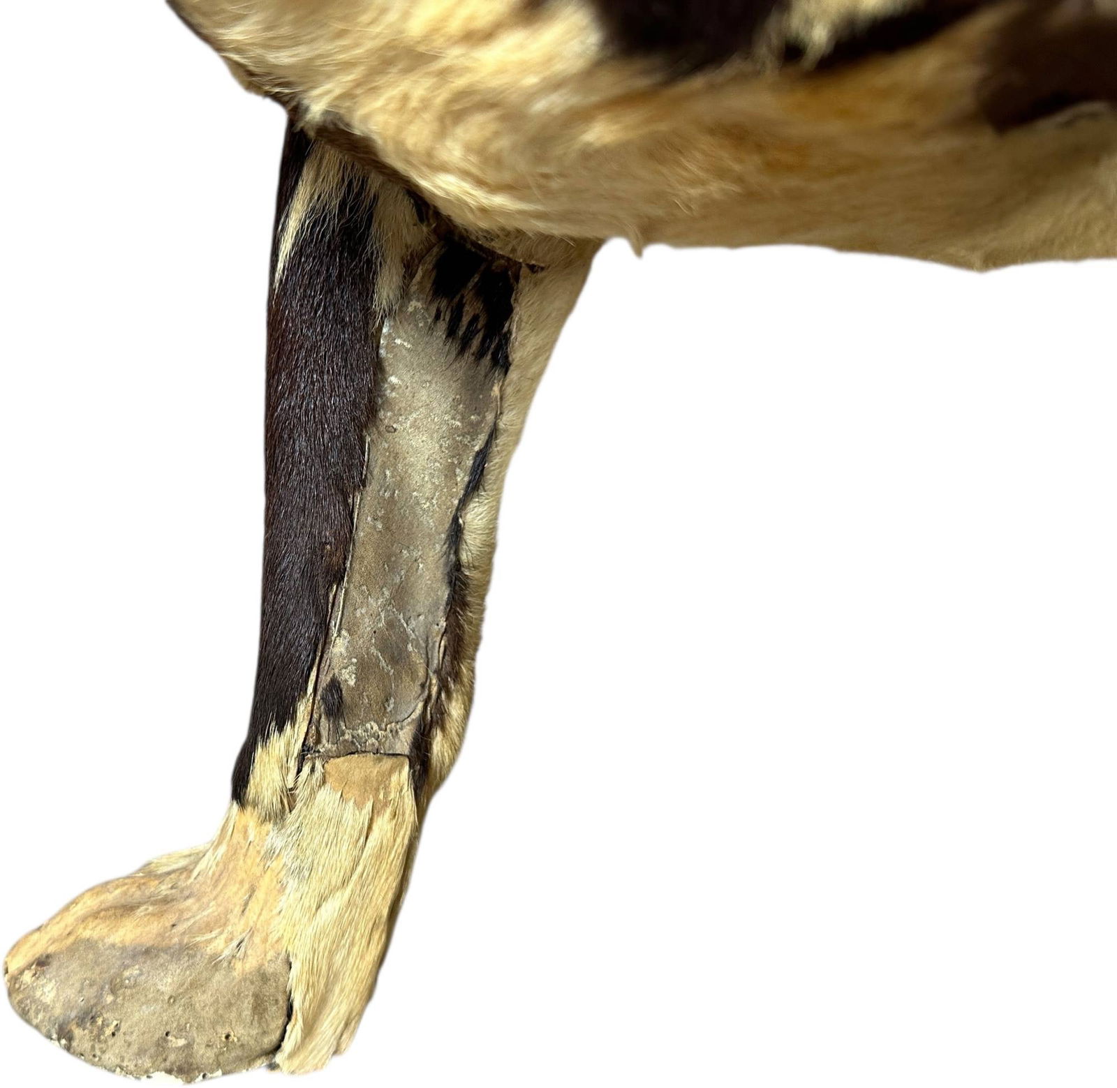 LIFE SIZE BULLDOG CLOCKWORK NODDER - 5