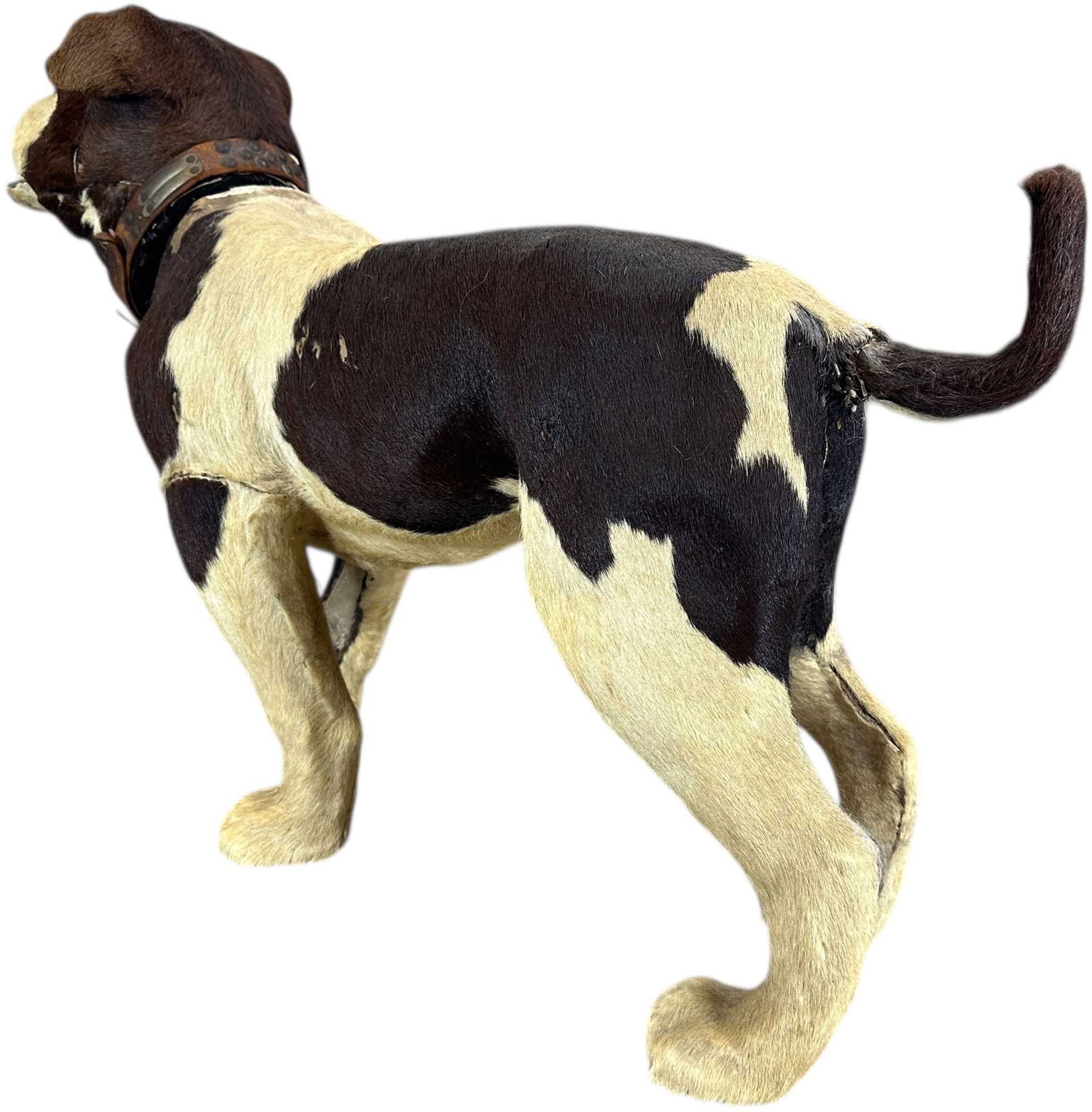 LIFE SIZE BULLDOG CLOCKWORK NODDER - 6