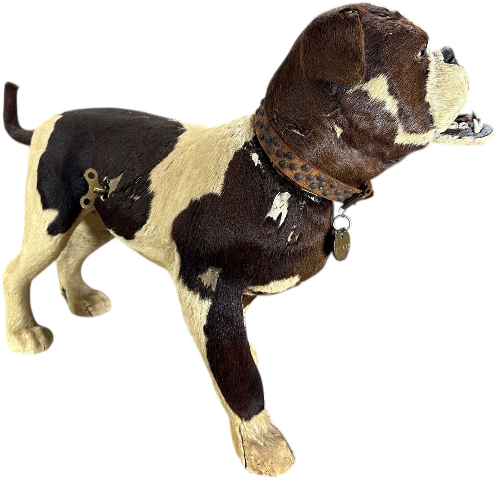 LIFE SIZE BULLDOG CLOCKWORK NODDER - 9