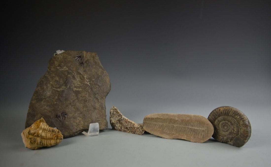 Five Various Fossils (1 of 10)