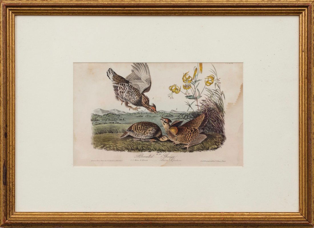 John James Audubon, Pinnated Grouse, L.I. 250 (1 of 1)