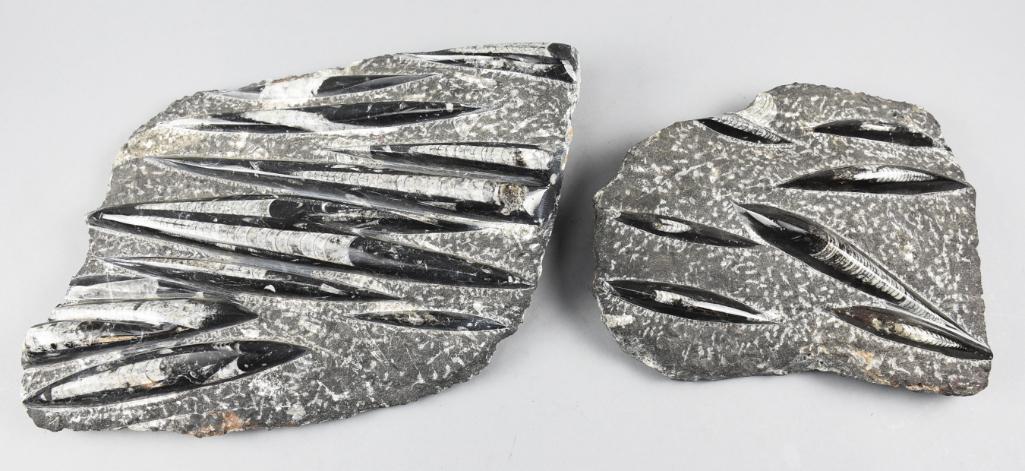 Prehistoric Orthoceras Squid Fossils 450 Mil Year Cool (1 of 7)