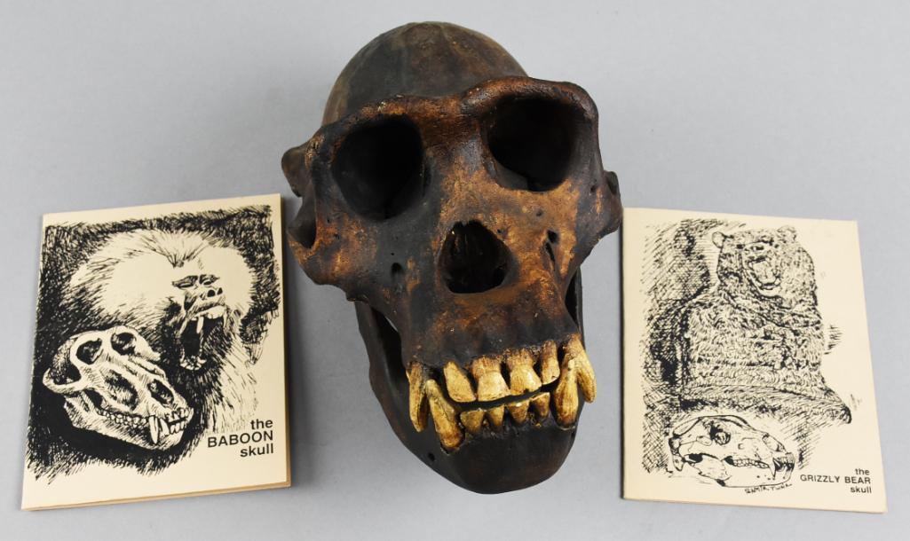 Skullduggery Replica Baboon Skull (1 of 10)