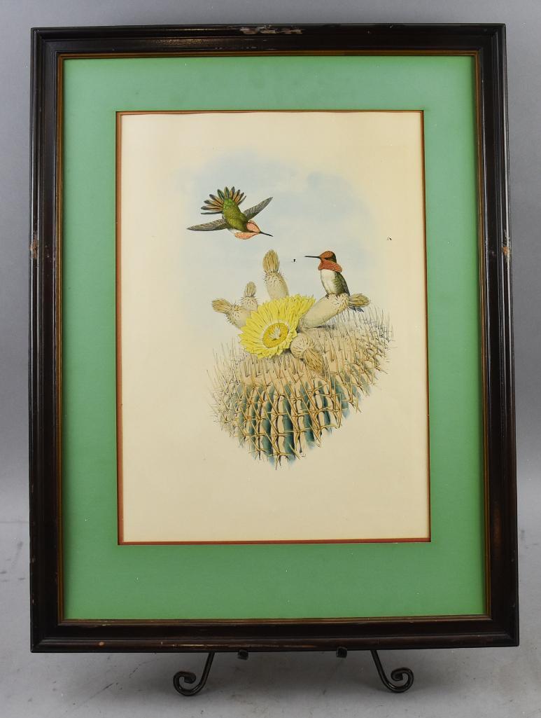 Original John Gould Floresi Flamebearer Hummingbird (1 of 6)