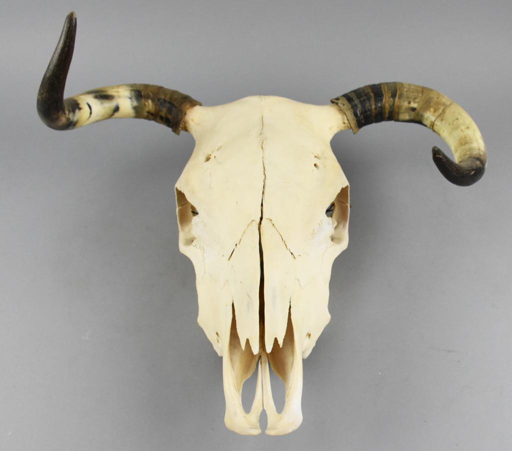Vintage Horned Steer Skull: This is a cool steer skull that measures approx 17" long x 13" x 19" horn length. Would be great for the man cave, country or mountain cabin.