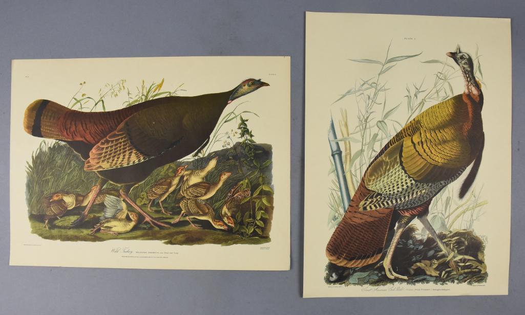 Vintage J.J. Audubon Wild Turkey Offset Lithos (1 of 13)