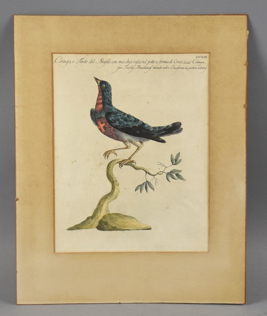 18th Century Saverio Manetti Cotinga Hand Colored Engraving: This is a wonderful late 1700s Cotinga copperplate engraving from Italian naturalist Saverio Manetti (1726-1785). Appears to be on laid rag paper and is hand colored. It is under a matte, but