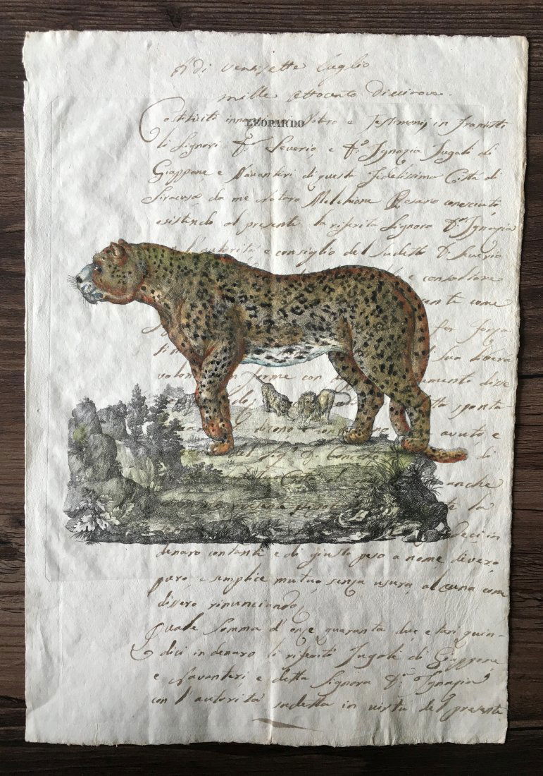 19th Century Hand Colored Etching of Leopard (1 of 1)