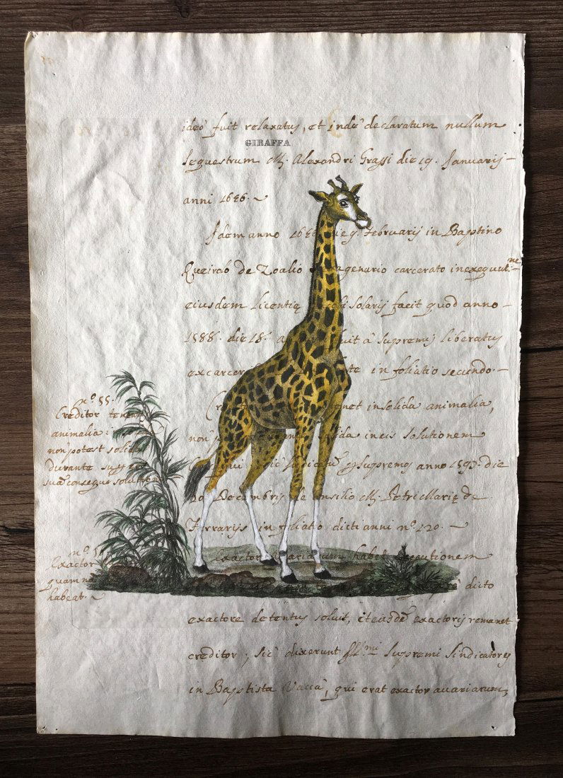 18th Century Hand Colored Etching of Giraffe (1 of 1)