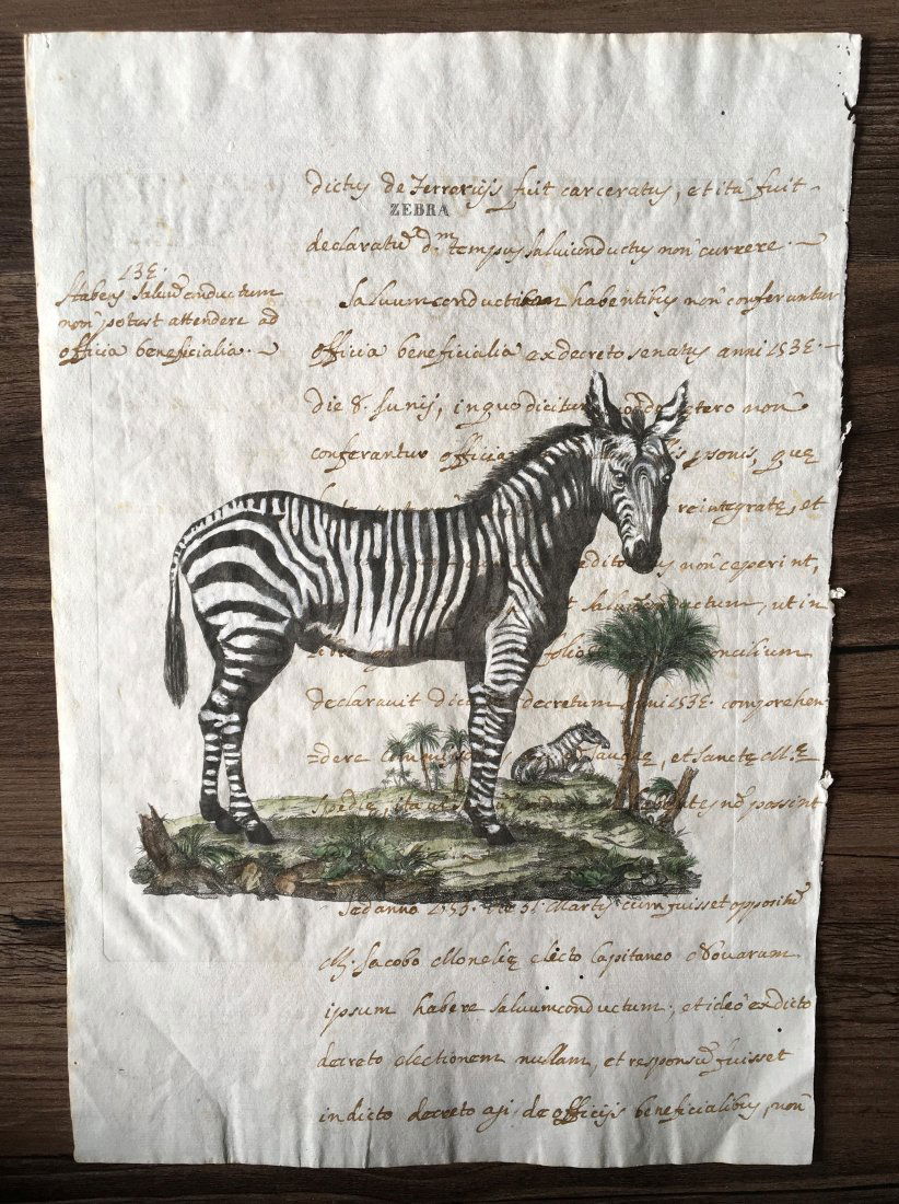 18th Century Hand Colored Etching of Zebra (1 of 1)