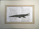 19th Century Hand Colored Etching of Alligator