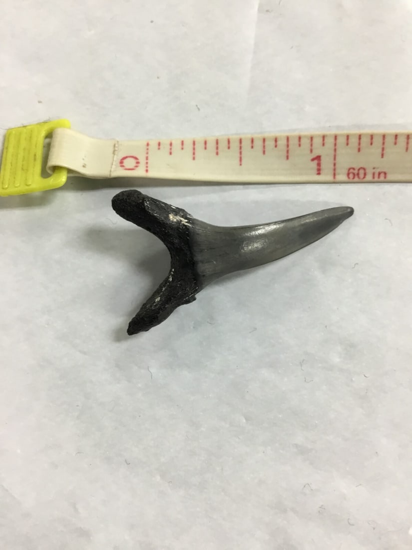 SHARK TOOTH - 2