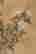 item-119129062=3