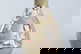 item-210142251=4