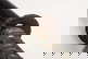 item-210142505=5