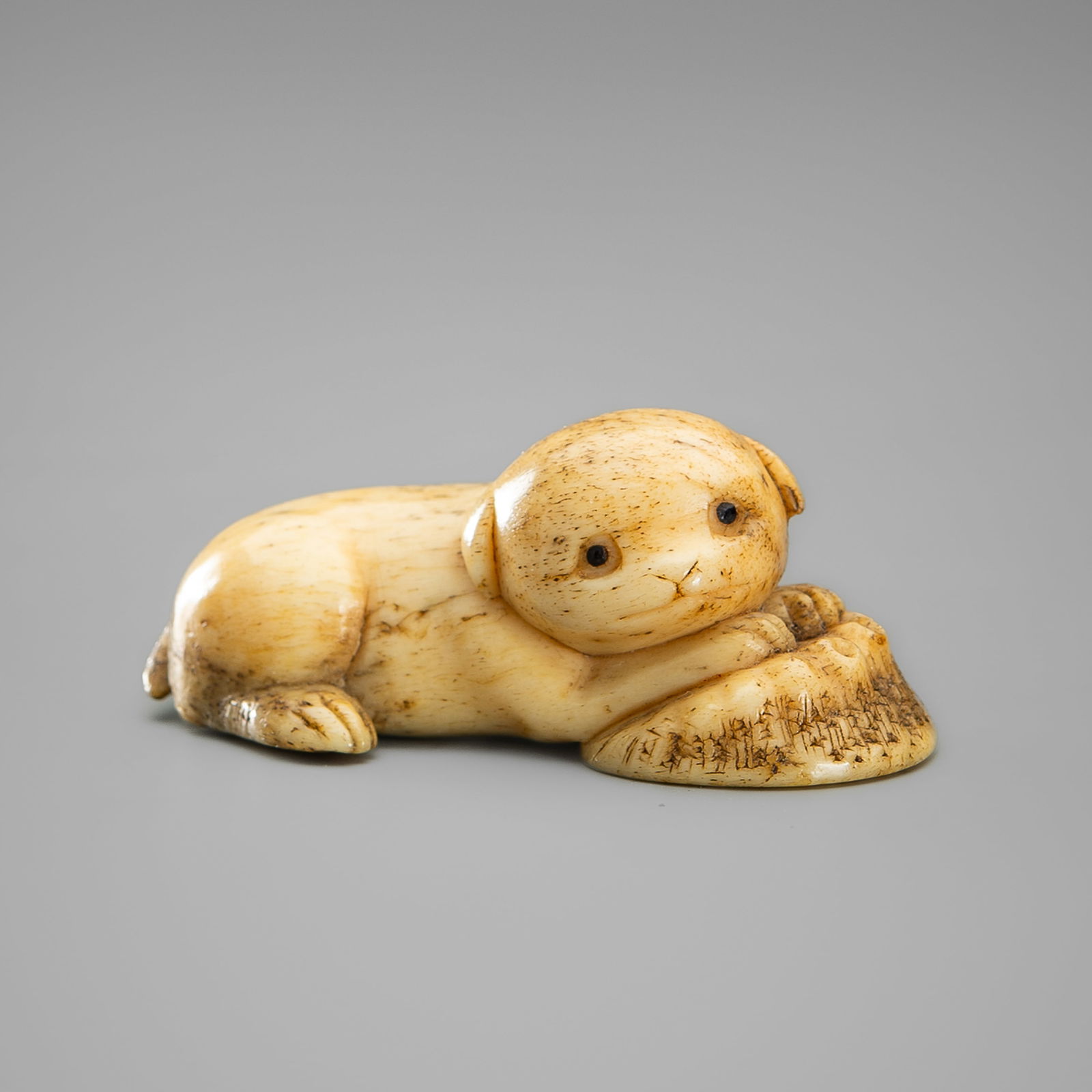 A CHARMING BONE NETSUKE DEPICTING A PUPPY WITH AN AWABI: A CHARMING BONE NETSUKE DEPICTING A PUPPY WITH AN AWABI UnsignedJapan, 19th century, Edo period (1615-1868) Finely carved to depict a reclining puppy, its head resting on its forepaws, which are pla