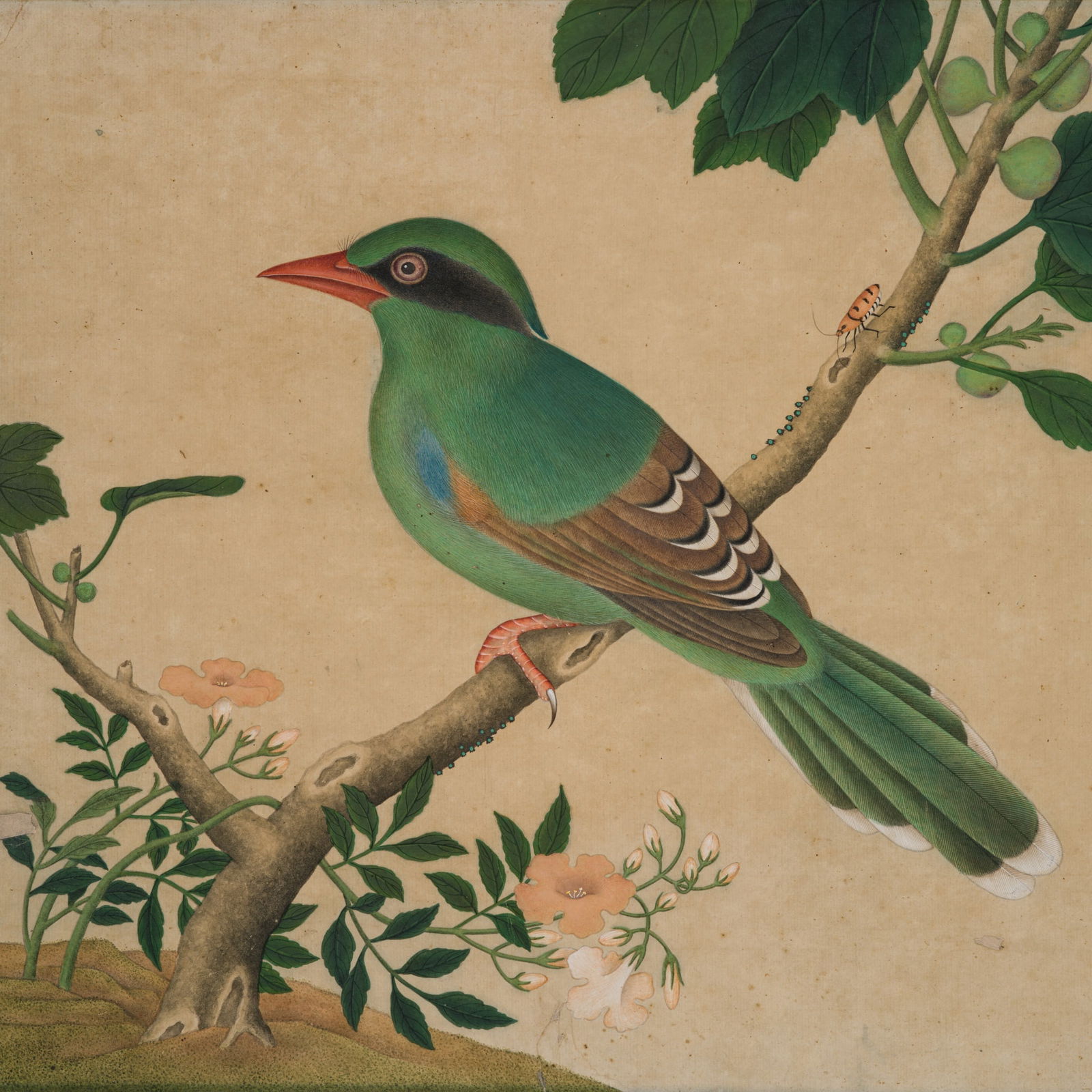 A FINE STUDY OF A GREEN MAGPIE, CISSA CHINENSIS, QIANLONG PERIOD: A FINE STUDY OF A GREEN MAGPIE, CISSA CHINENSIS, QIANLONG PERIOD China, 1736-1795. Ink, watercolors, and gouache on paper. Finely executed, featuring a green magpie perched on a leafy branch bearing f