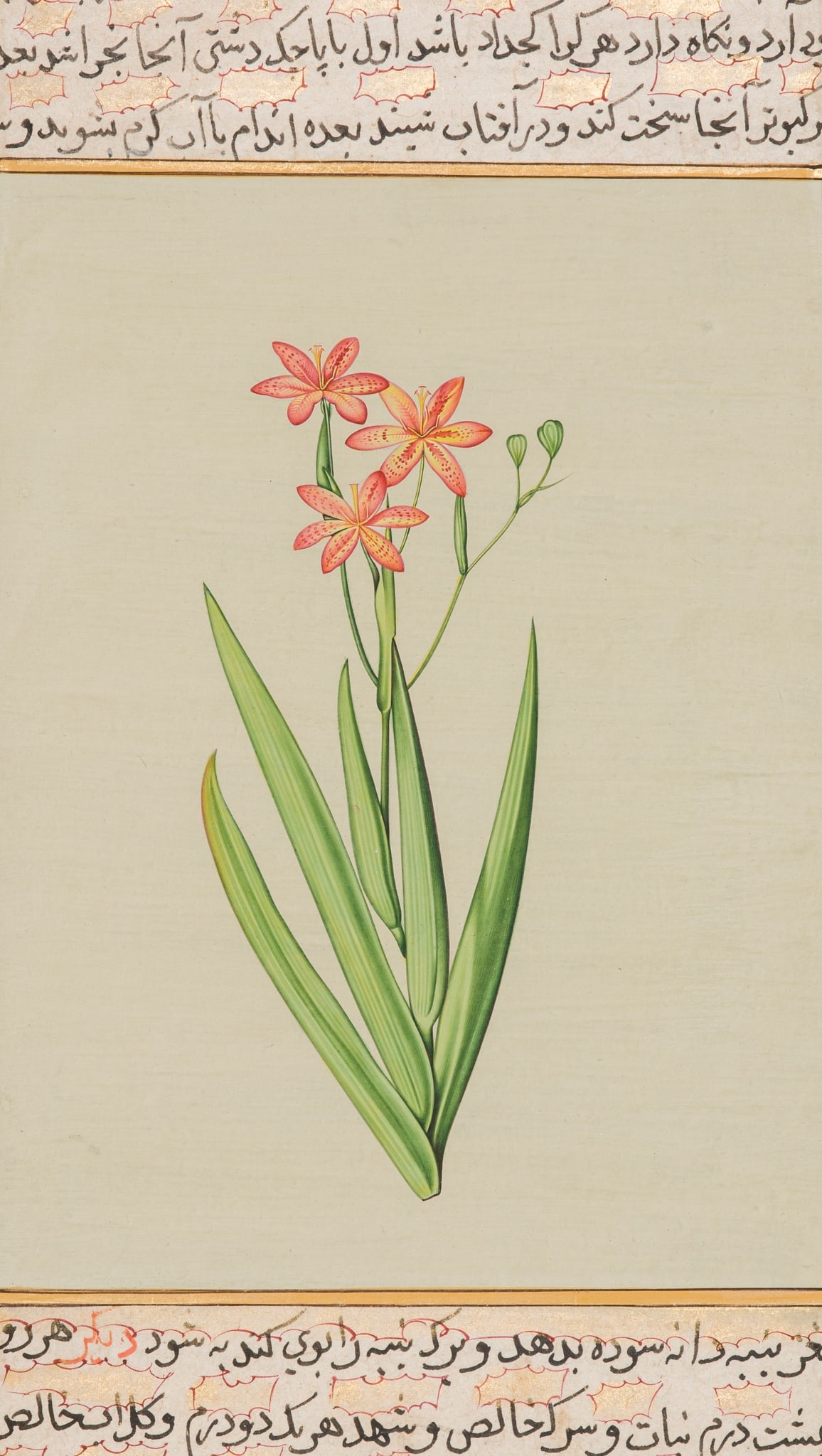 A FINE MUGHAL MINIATURE PAINTING OF A LEOPARD LILY, 17TH-18THCENTURY: A FINE MUGHAL MINIATURE PAINTING OF A LEOPARD LILY, 17TH-18THCENTURY India. Opaque mineral pigments and gilt on paper. Finely painted with a botanical study of a singular orange-spotted leopard lily,