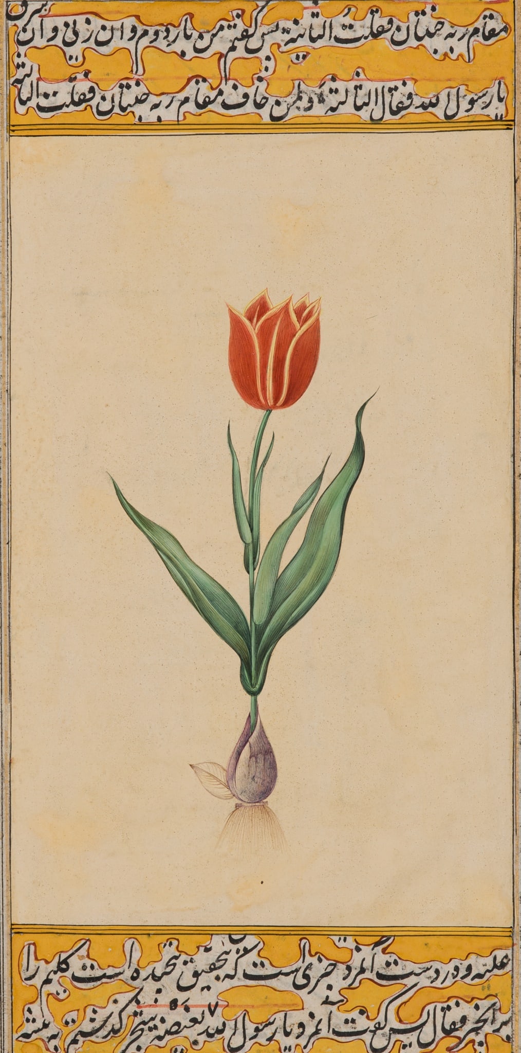 A FINE MUGHAL MINIATURE PAINTING OF A TULIP, 17TH-18TH CENTURY: A FINE MUGHAL MINIATURE PAINTING OF A TULIP, 17TH-18TH CENTURY India. Opaque mineral pigments on paper. Finely painted with a botanical study of a singular red Schrenck's tulip, the blossom complete w