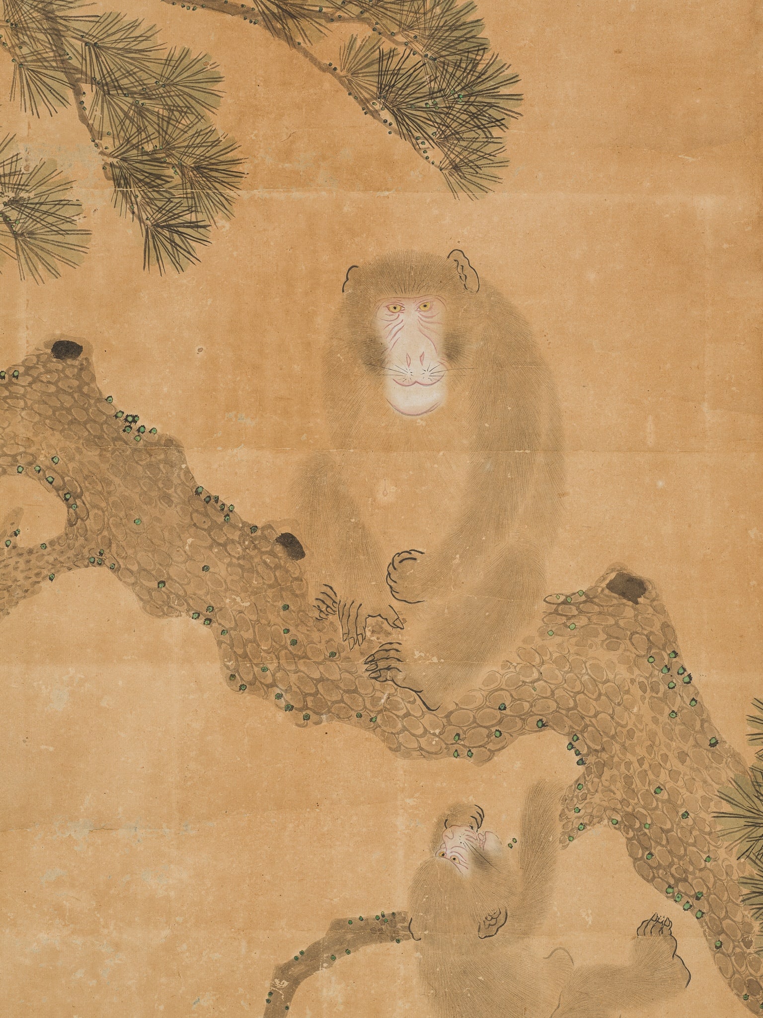 A HANGING SCROLL PAINTING OF A MONKEY AND YOUNG ON PINE, LATE EDO-MEIJI PERIOD, 19TH-EARLY 20TH: A HANGING SCROLL PAINTING OF A MONKEY AND YOUNG ON PINE, LATE EDO-MEIJI PERIOD, 19TH-EARLY 20TH CENTURY This lot is from a single owner collection and is therefore offered without reserve The Jorgen R