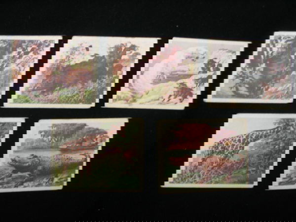 (5) Big Game Peanut Block Trading Cards: (5) Big Game Peanut Blocks Trading Cards by Planter's Nut & Chocolate Company. From a set of 25 numbers 5, 6, 7, 8, 16 are present.