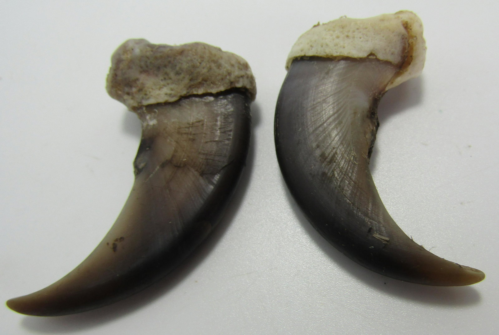 PAIR OF LARGE BEAR CLAWS 2" (1 of 2)