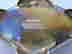 item-91010421=3