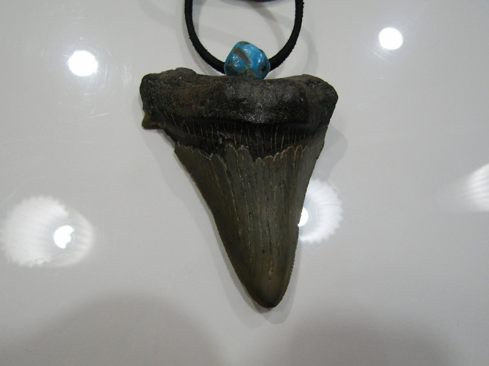 MEGALODON TOOTH & TURQUOISE NECKLACE: 3 INCH SHARK TOOTH WITH TURQUOISE NUGGET. STERLING SILVER BAIL ON LEATHER CORD. US SHIPPING $5.