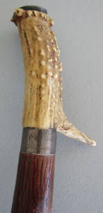 1881 STERLING SILVER & STAG CANE WALKING STICK: 34 1/2INCH STAG GRIP WITH STERLING RING AND MONO PLATE. SIGNED MOMMOUTH CAVE 1881 AND G.W. HOLLEY NIAGARA FALLS. 4 INCH STAG GRIP ON 7/8INCH WOOD STICK. USA SHIPPING $5.WITH INS.