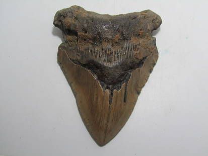 PREHISTORIC MEGALODON SHARK TOOTH FOSSIL: LARGE MEGALODON SHARK TOOTH . 4 1/2 INCH LONG AND 4 INCH WIDE. NICE FOSSIL 3-5 MILLION YEARS OLD. USA SHIPPING $5. NO INTERNATIONAL SHIPPING OUTSIDE THE USA.