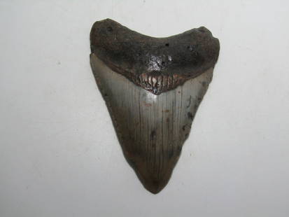 PREHISTORIC MEGALODON SHARK TOOTH FOSSIL: LARGE MEGALODON SHARK TOOTH . 4 INCH LONG AND 4 INCH WIDE. NICE FOSSIL 3-5 MILLION YEARS OLD. US SHIPPING $5. NO INTERNATIONAL SHIPPING OUTSIDE THE USA.