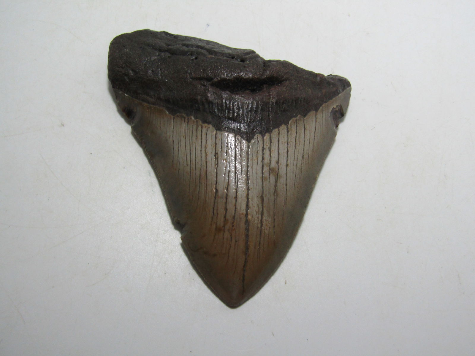 PREHISTORIC MEGALODON SHARK TOOTH FOSSIL: PREHISTORIC MEGALODON SHARK TOOTH FOSSIL 4 INCH. 3-5 MILLION YEARS OLD. USA SHIPPING $5. NO INTERNATIONAL SHIPPING OUTSIDE THE USA.