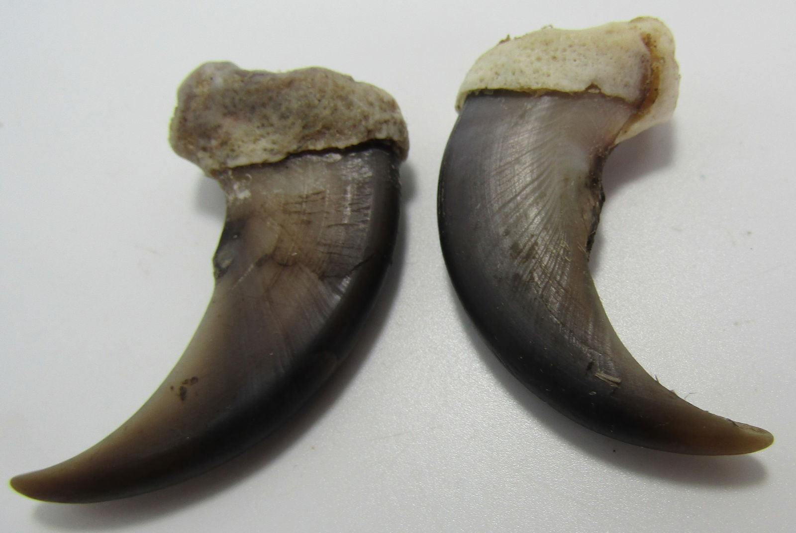 PAIR OF LARGE BEAR CLAWS 2" (1 of 2)