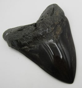 LARGE MEGALODON SHARK TOOTH FOSSIL 5 INCH