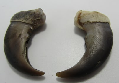 PAIR OF LARGE BEAR CLAWS 2"