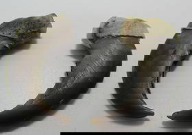 PAIR OF LARGE BEAR CLAWS 2": 2 " BEAR CLAWS 2 PCS. US SHIPPING $5, NO INTERNATIONAL.