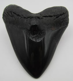 LARGE MEGALODON SHARK TOOTH 4 3/4 "