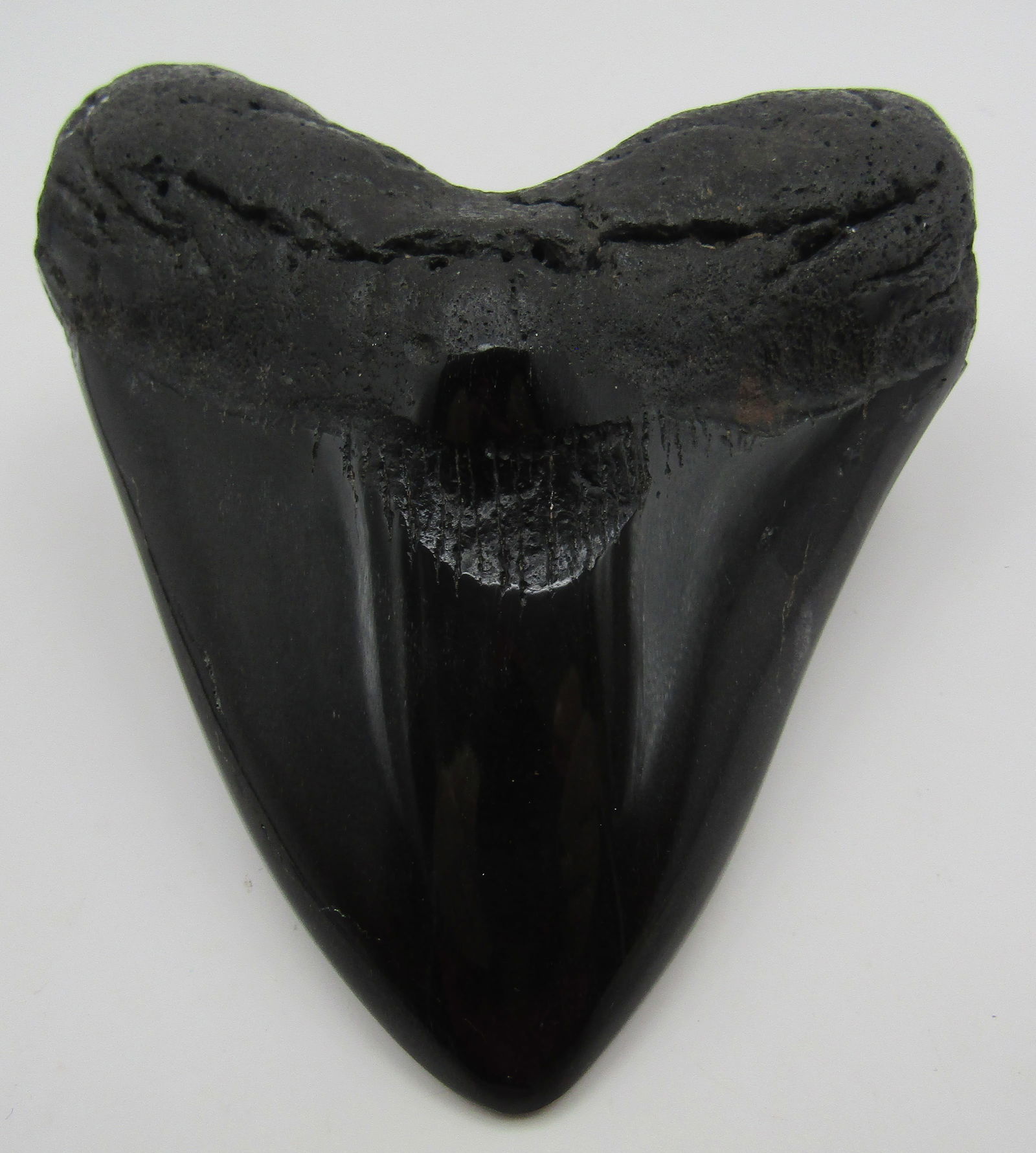 LARGE MEGALODON SHARK TOOTH 4 3/4 ": FOSSIL MEGALODON SHARK TOOTH. 4 3/4 INCH ON THE EDGE. SHIPPING $5