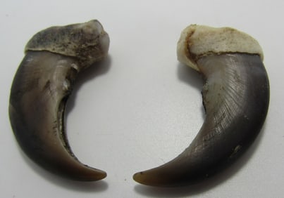 PAIR OF LARGE BEAR CLAWS 2"