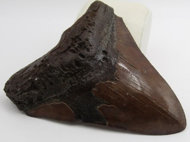 4" MEGALODON SHARK TOOTH