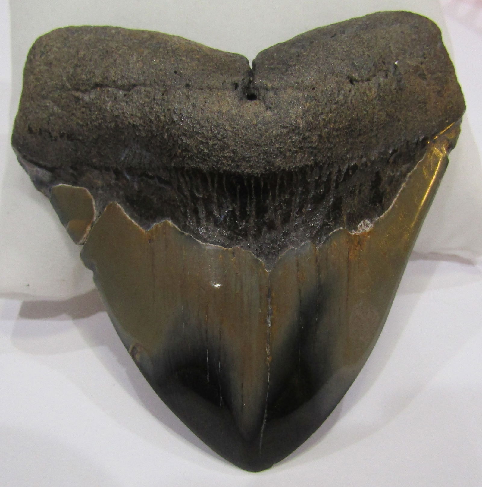 MEGALODON SHARK TOOTH (1 of 2)