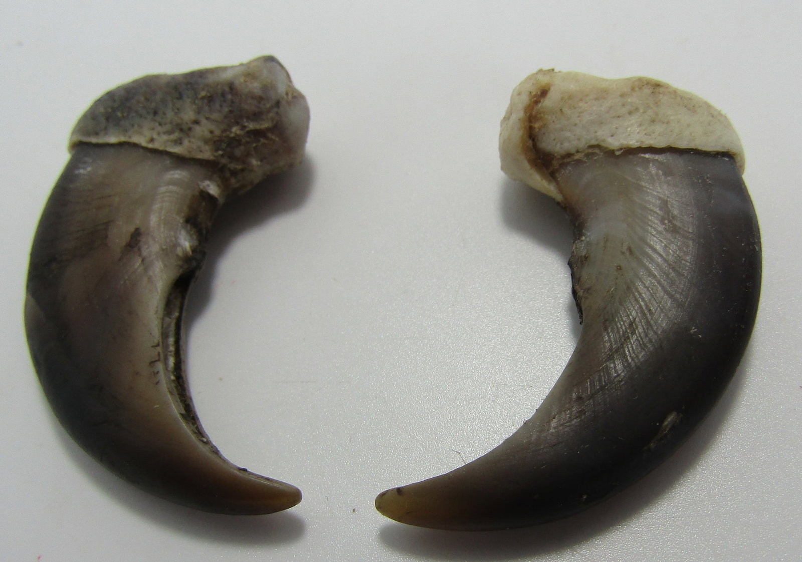 PAIR OF LARGE BEAR CLAWS 2": 2 " BEAR CLAWS 2 PCS. WITH IMPERIAL AUCTION THE COST FOR PACKING AND SHIPPING VIA USPS IN THE USA IS $5.