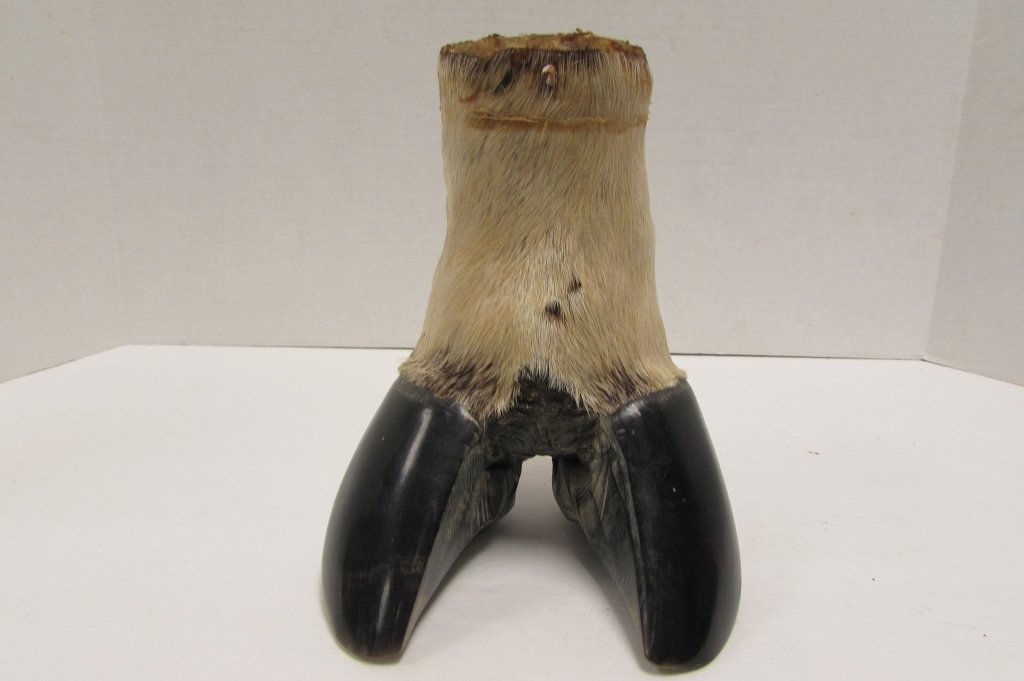 BULL OR STEER HOOF DESK PEN HOLDER CUP: 3.O BULL HOOF TAXIDERMY STAND / STATUE / ASH TRAY / BOWL / DECORATION.