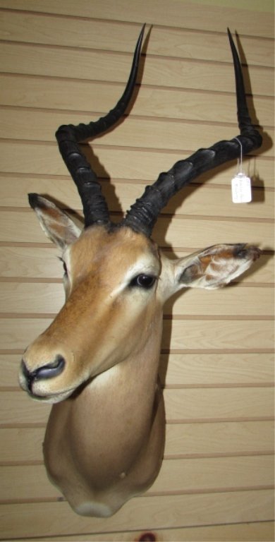 IMPALA ANTELOPE SHOULDER MOUNT TROPHY TAXIDERMY 37": 214.1 TAXIDERMY SHOULDER MOUNT TROPHY ANTELOPE, IMPALA SOUTHWESTERN AFRICA. 37" TALL x 16" LONG, 18" TALL HORNS.