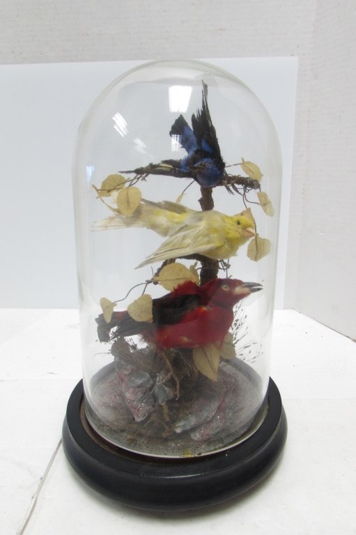 3 REAL TAXIDERMY BIRDS IN GLASS DOME SHOWCASE: 2.0 TAXIDERMY BIRDS IN GLASS/WOOD SHOWCASE. 3 BIRDS: RED, BLUE, YELLOW. 12" TALL.
