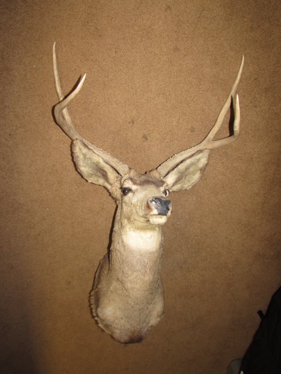 MULE DEER MOUNT TAXIDERMY TROPHY BUCK: TAXIDERMY MULE DEER BUCK SHOULDER MOUNT. 4 POINT. 39" TALL x 27" LONG, 25" ANTLER SPREAD.