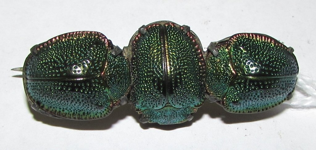 REAL BEETLE SCARAB PIN ANTIQUE BROOCH: EGYPTIAN REVIVAL PIN WITH 3 GENUINE GREEN BEETLES ON BASE METAL.