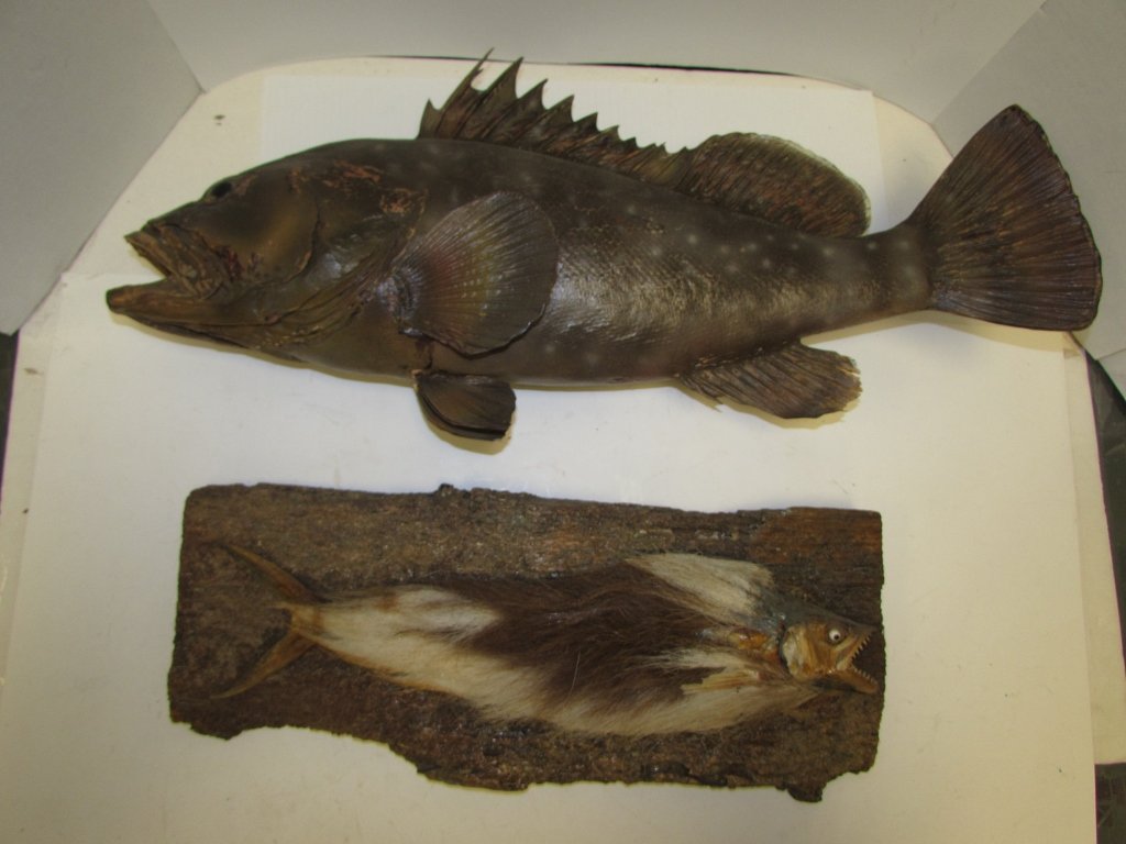 PAIR FISH GROUPER HAIR FISH TAXIDERMY MOUNT: 25.101 FISH MOUNTS (2). GROUPER 22" LONG; THE DREADED HAIR FISH. FISH MOUNT COVERED IN REAL HORSE HAIR, ON WOOD MOUNT 16" LONG
