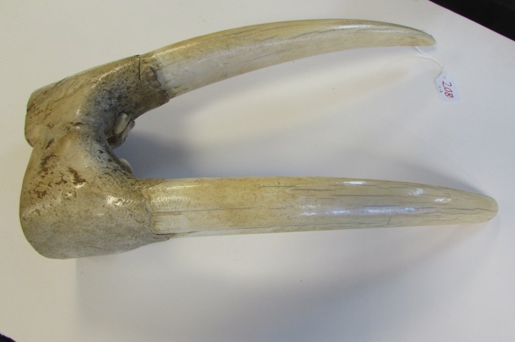 WALRUS TUSKS PARTIAL SKULL: 337.7 WALRUS TUSKS & PART OF UPPER JAW. 18.5" TOP TO BOTTOM.