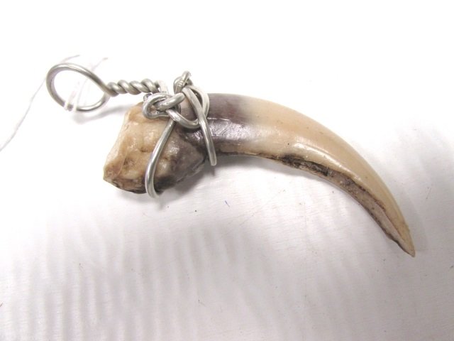 CLAW w/ STERLING SILVER BALE TIGER LION BEAR: 25.155 CLAW PENDANT WITH SILVER BALE. 4.5" TALL (INCLUDING BALE). GOOD CONDITION.